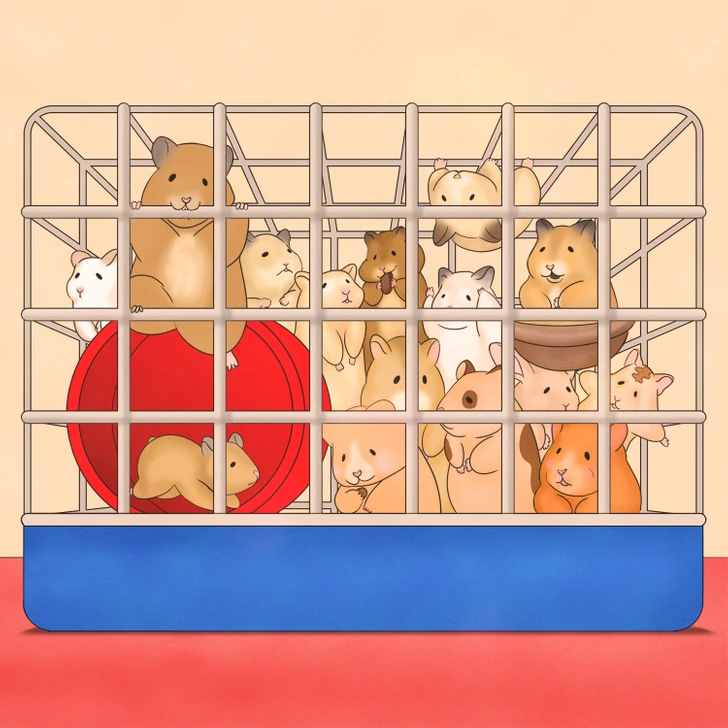 where is the rabbit in the picture